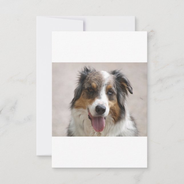 australian shepherd merle thank you card (Front)