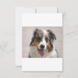 australian shepherd merle thank you card