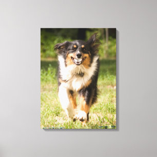 Australian Shepherd Playing With Ball Canvas Print