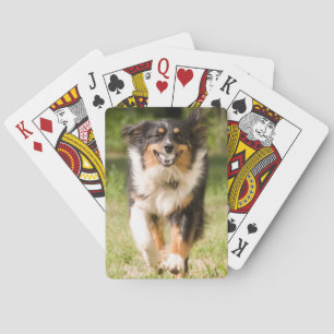 Australian Shepherd Playing With Ball Cards