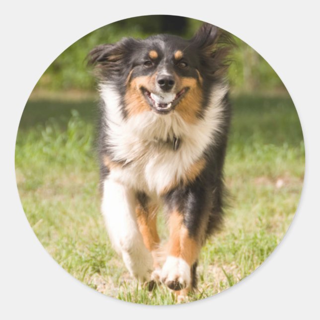 Australian Shepherd Playing With Ball Classic Round Sticker (Front)