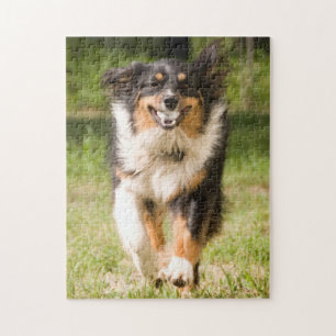 Australian Shepherd Playing With Ball Jigsaw Puzzle
