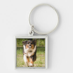 Australian Shepherd Playing With Ball Keychain
