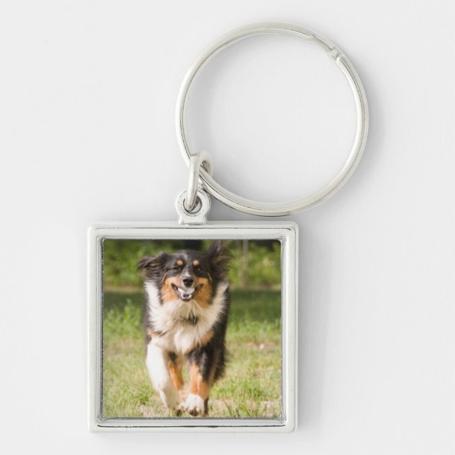 Australian Shepherd Playing With Ball Keychain (Front)