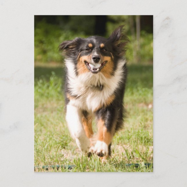 Australian Shepherd Playing With Ball Postcard (Front)