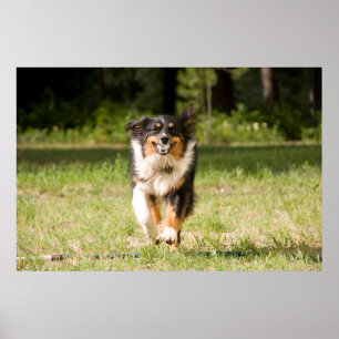 Australian Shepherd Playing With Ball Poster
