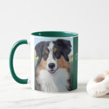 Australian Shepherd Portrait