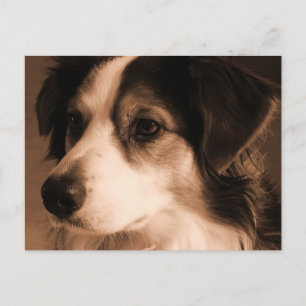 Australian Shepherd Portrait Postcard
