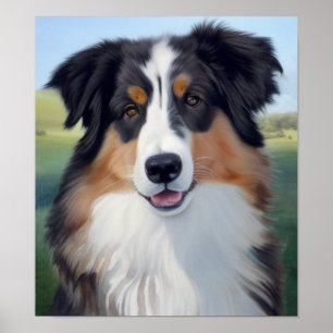 Australian Shepherd Portrait  -  Poster
