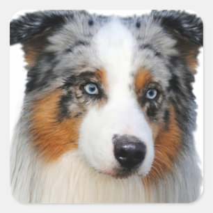 Australian Shepherd Portrait Square Sticker