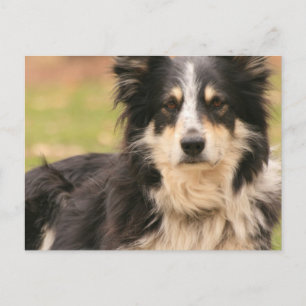 Australian Shepherd Postcard