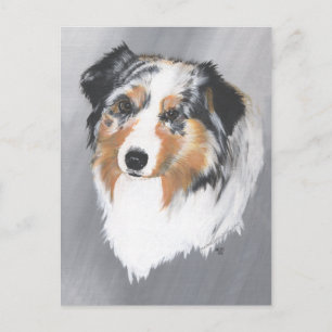 Australian Shepherd Postcard