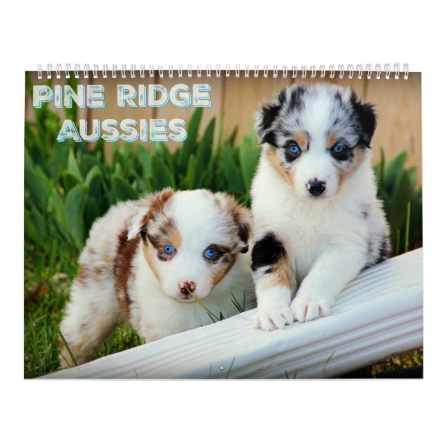 Australian Shepherd Puppies Calendar (Cover)