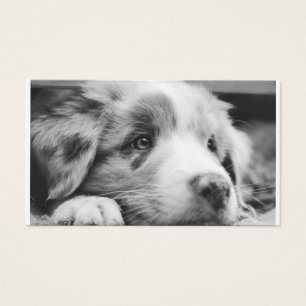 australian shepherd puppy bw