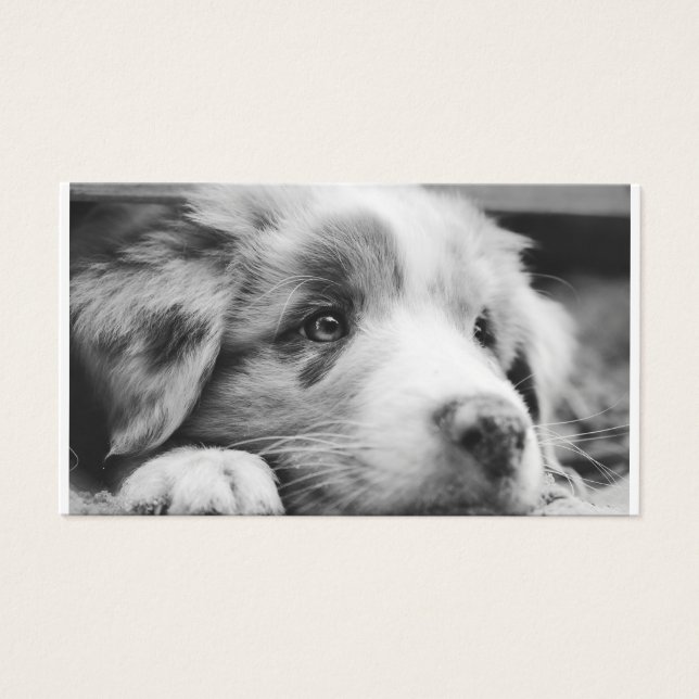 australian shepherd puppy bw (Front)