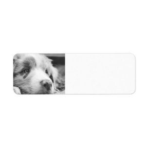 australian shepherd puppy bw