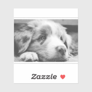 australian shepherd puppy bw
