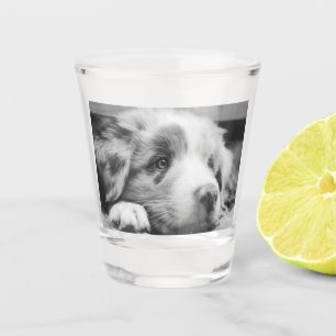australian shepherd puppy bw shot glass