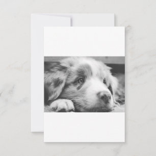 australian shepherd puppy bw thank you card