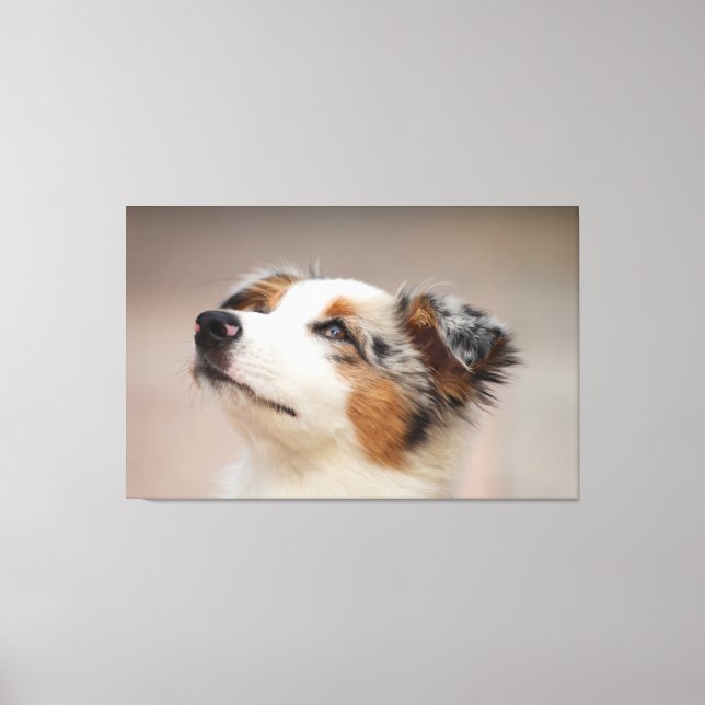 Australian Shepherd Puppy Canvas Print (Front)