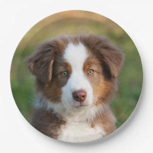 Australian Shepherd puppy portrait, happy party Paper Plate