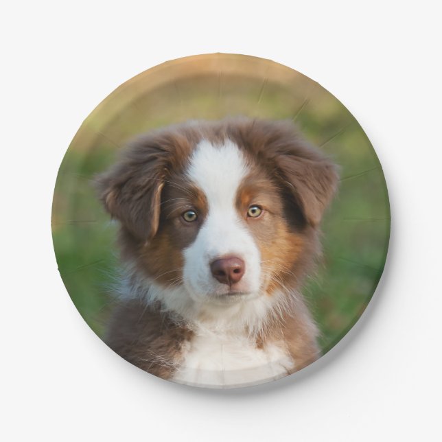 Australian Shepherd puppy portrait, party Paper Plate (Front)