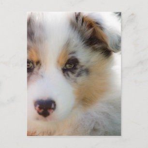 Australian shepherd puppy postcard