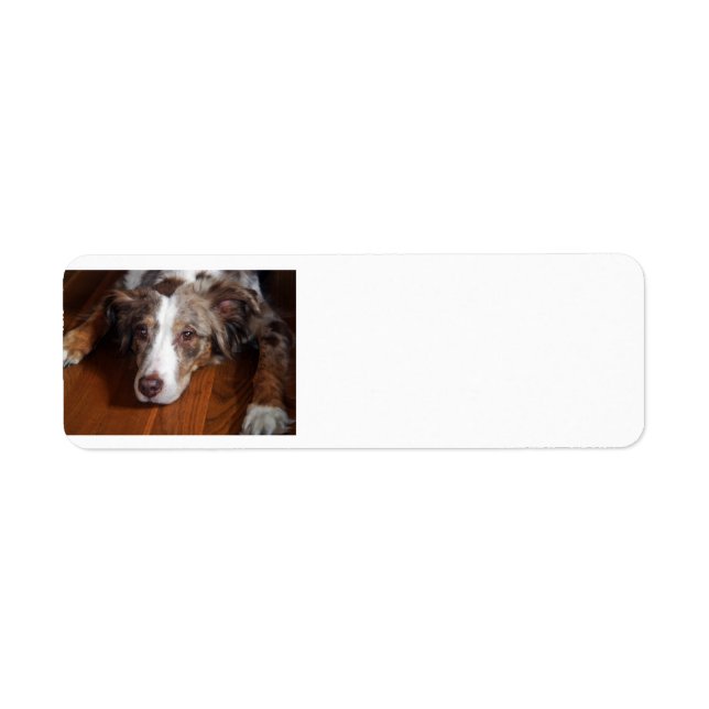 australian shepherd red merle laying flat (Front)