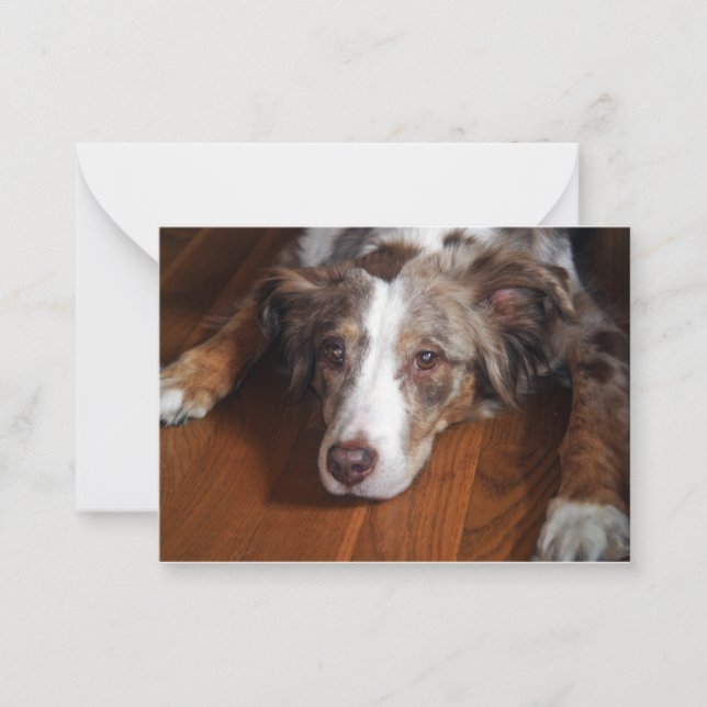 australian shepherd red merle laying flat card (Front)