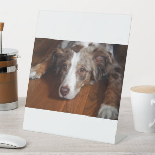 australian shepherd red merle laying flat pedestal sign
