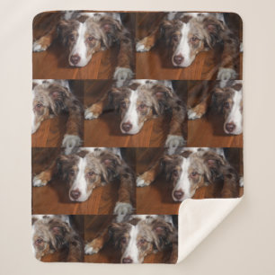 australian shepherd red merle laying flat sherpa blanket
