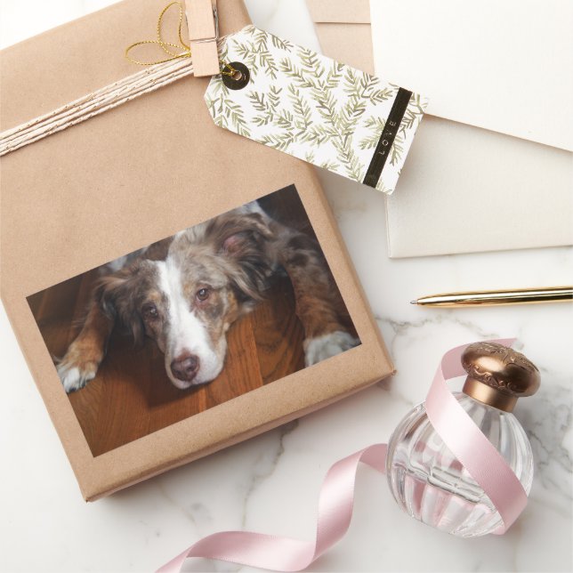 australian shepherd red merle laying flat sticker (Gifting)