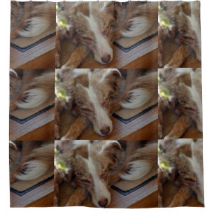 australian shepherd red merle sleep