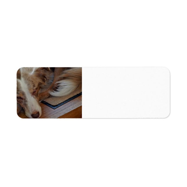australian shepherd red merle sleeping (Front)