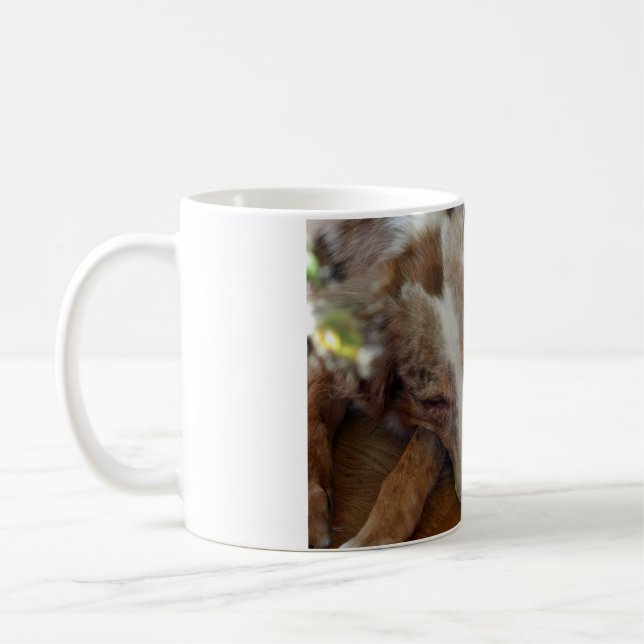 australian shepherd red merle sleeping coffee mug (Left)