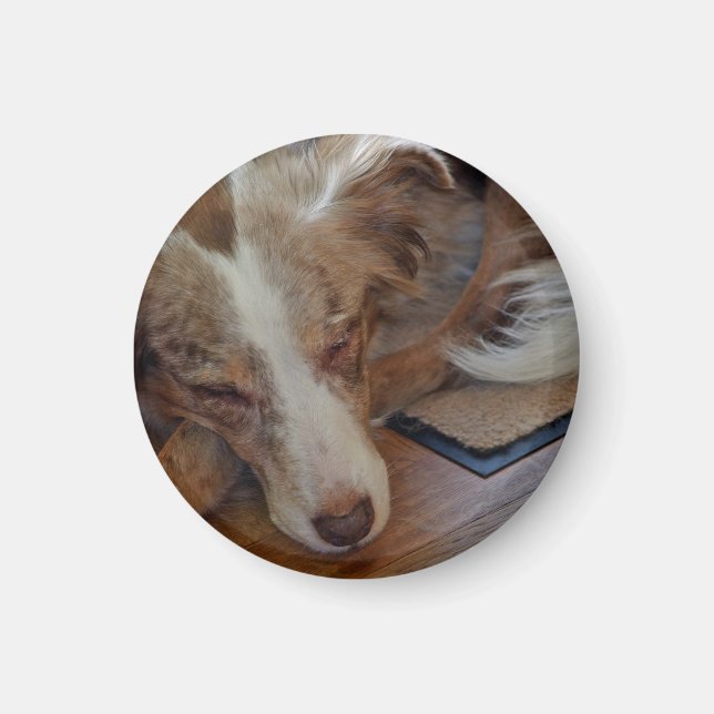 australian shepherd red merle sleeping magnet (Front)