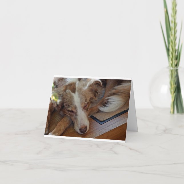 australian shepherd red merle sleeping note card (Front)