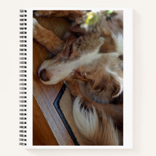 australian shepherd red merle sleeping notebook
