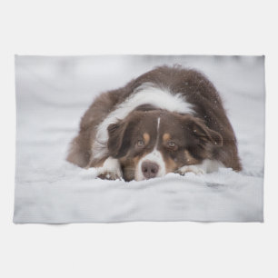 australian shepherd red tri laying in snow kitchen towel