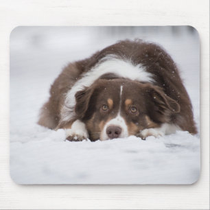 australian shepherd red tri laying in snow mouse pad