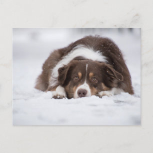 australian shepherd red tri laying in snow postcard