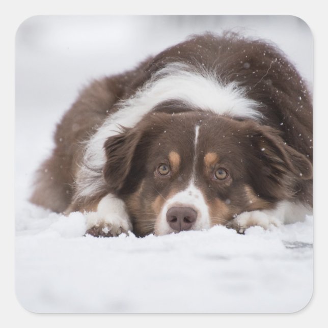 australian shepherd red tri laying in snow square sticker (Front)