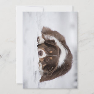 australian shepherd red tri laying in snow thank you card