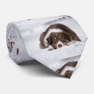 australian shepherd red tri laying in snow tie