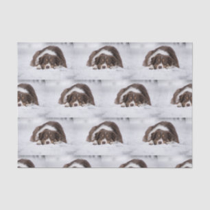australian shepherd red tri laying in snow tissue paper