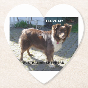 australian shepherd red tri love w pic paper coaster