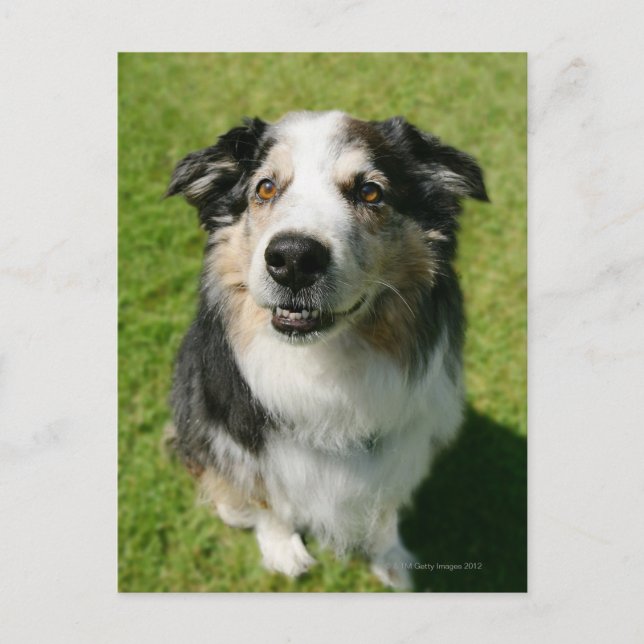 Australian Shepherd smiling at camera Postcard (Front)