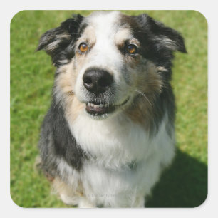 Australian Shepherd smiling at camera Square Sticker