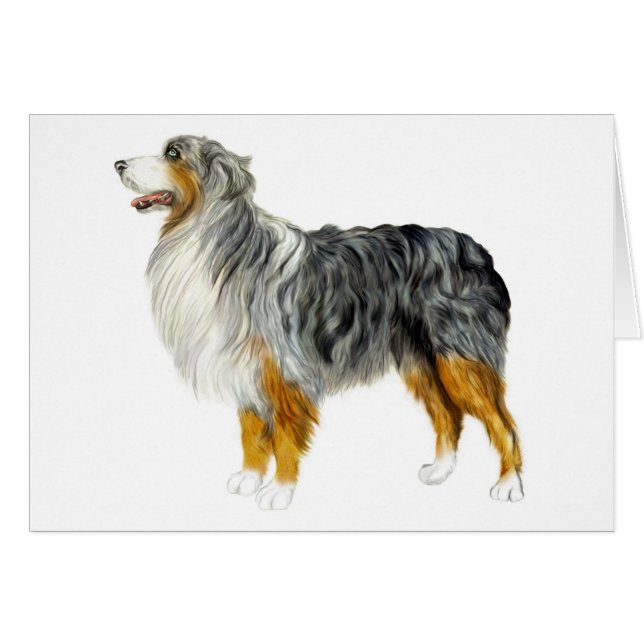 Australian Shepherd Standing (Front Horizontal)