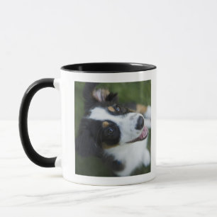 Australian Shepherd standing on hind legs Mug